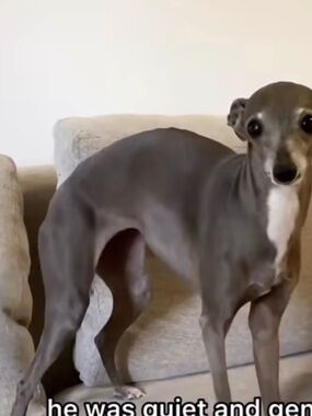 Meet your Posher, Nancy